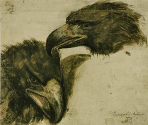 Two Studies of Eagle Head